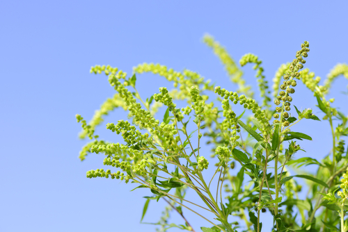 Ragweed Allergy