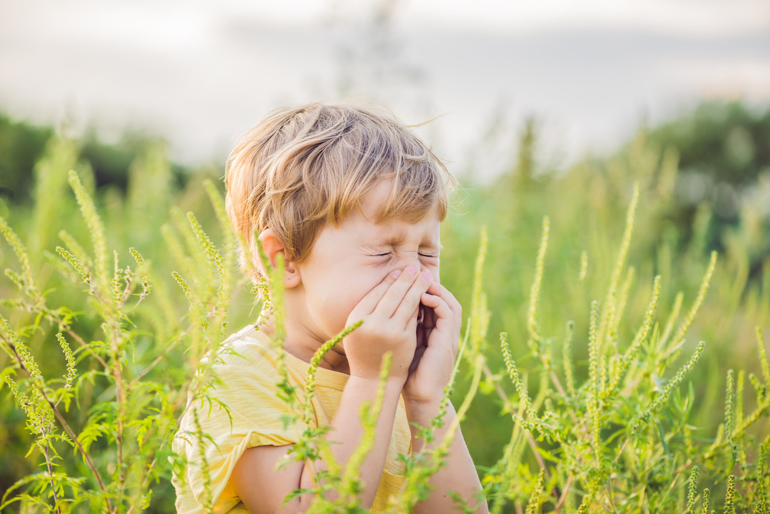 Boy sneezing from Ragweed Allergy