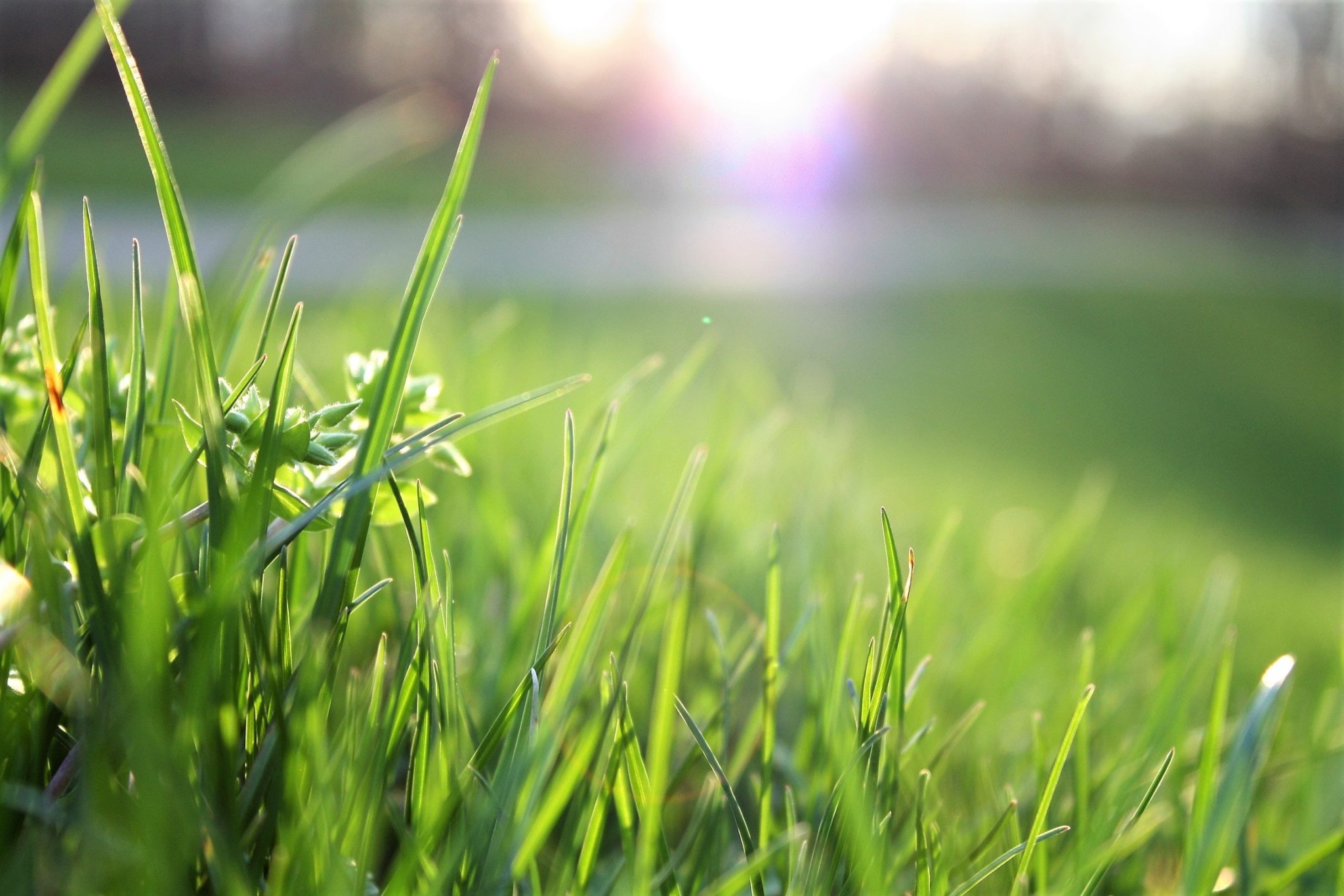how-can-a-person-tell-if-they-re-allergic-to-grass-pollen-versus-other